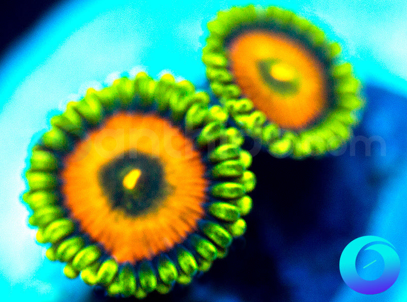 NEW RELEASE: OrangeSicles