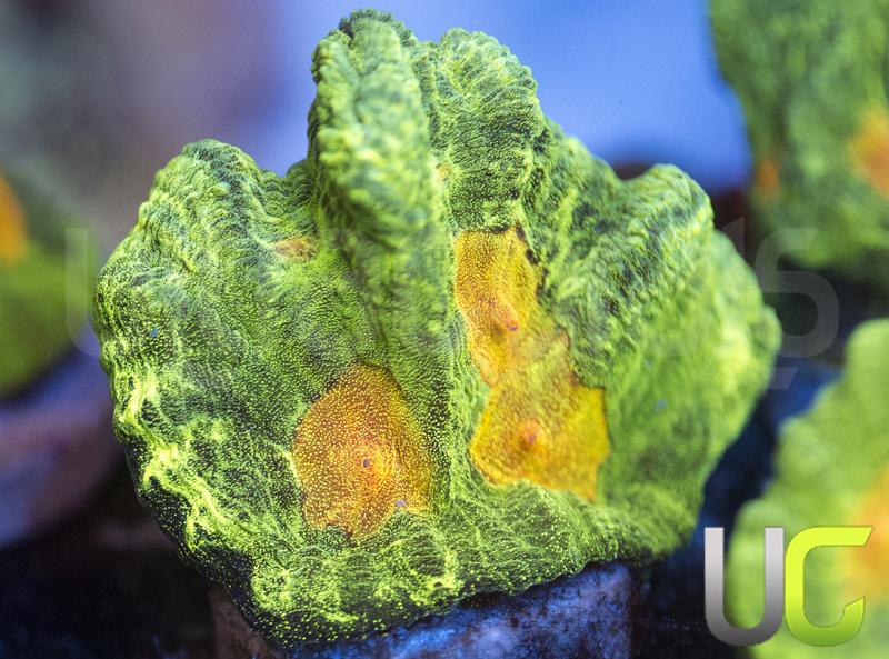 OG Space Invader Pectinia