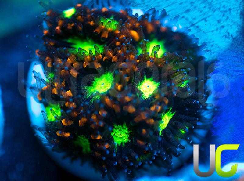 UC Stunt Double Leptastrea