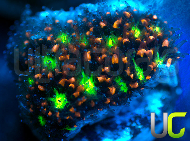 UC Stunt Double Leptastrea