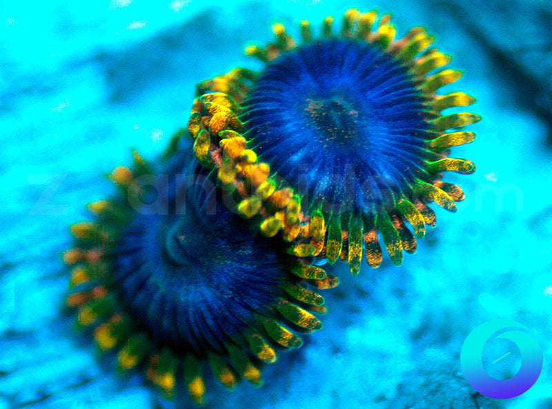 NEW RELEASE: Tricked Out