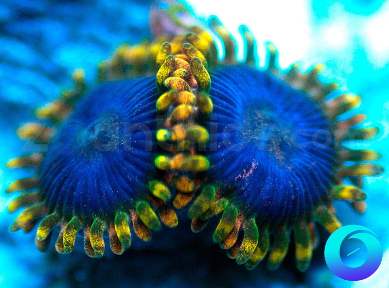 NEW RELEASE: Tricked Out