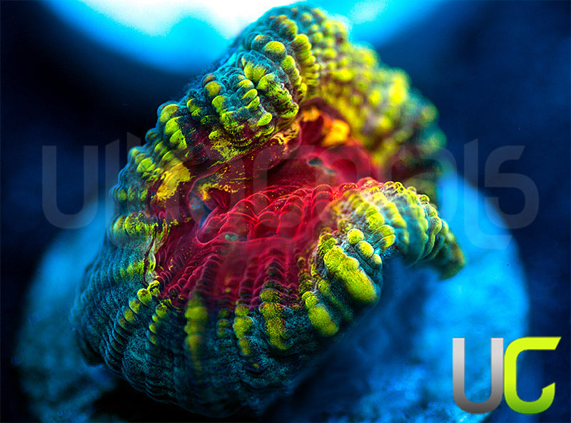 NEW RELEASE: UC Zoltar Favia