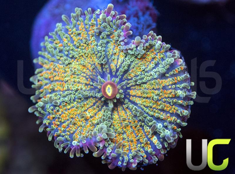 UC Caterpillar Yuma