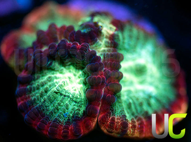 JF Psycho Rainbow Rim Favia