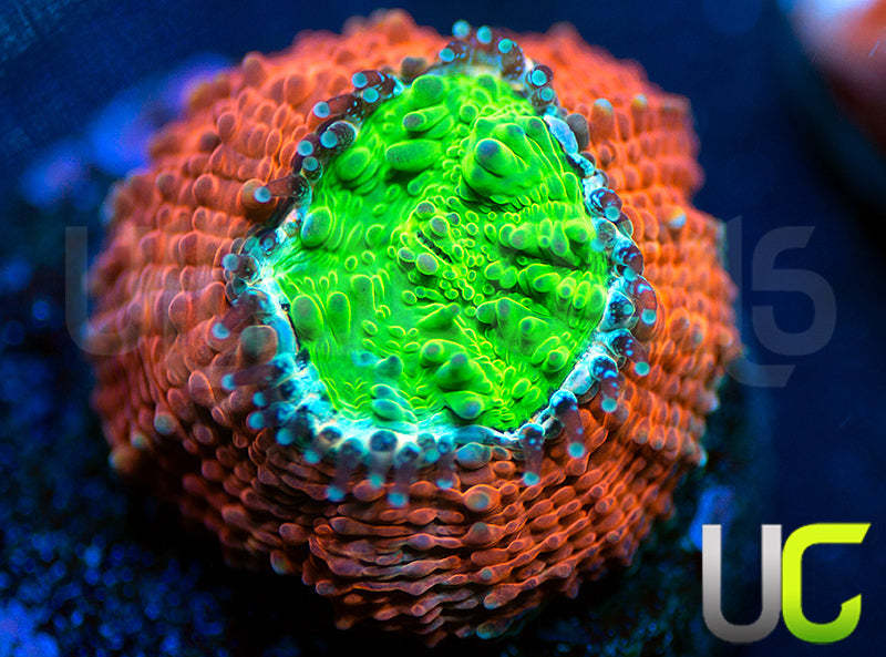 UC Agent Orange Echinata