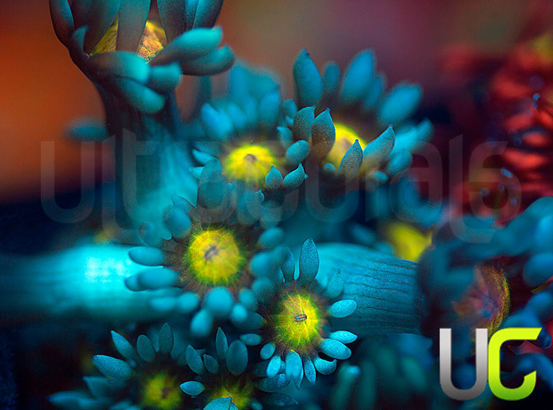 UC Rainbow Wolverines Goni