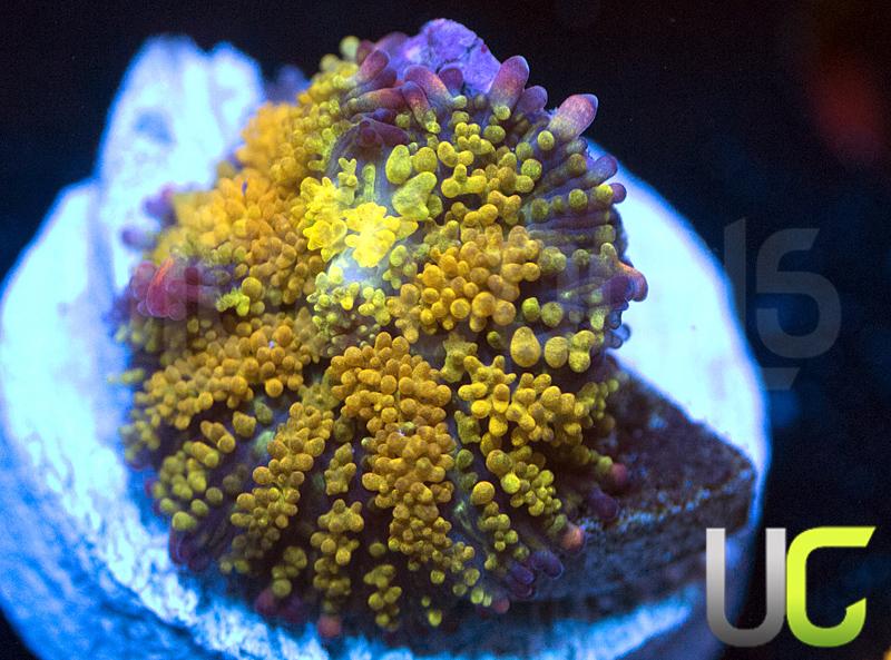 Gonzo's Golden Dragon Rhodactis