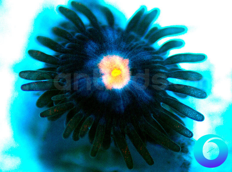 NEW RELEASE: Neuralyzer