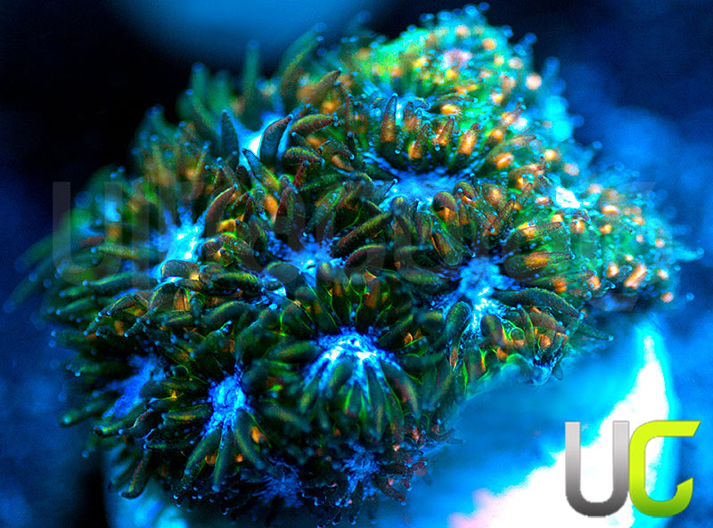 UC Chicken Pox Leptastrea