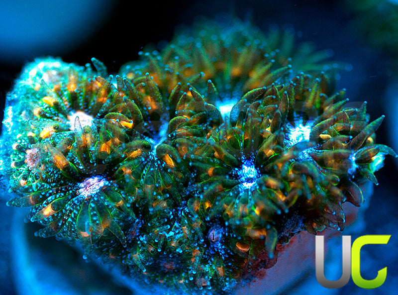 UC Chicken Pox Leptastrea