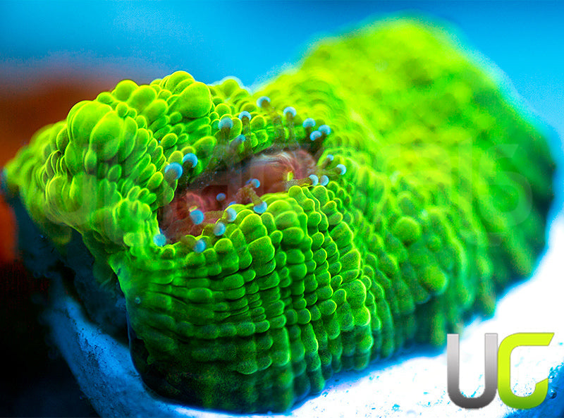 NEW RELEASE: UC Plasmatic Chalice