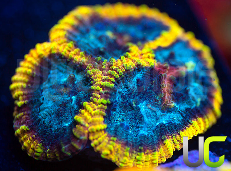 JF Yellow Submarine Favia