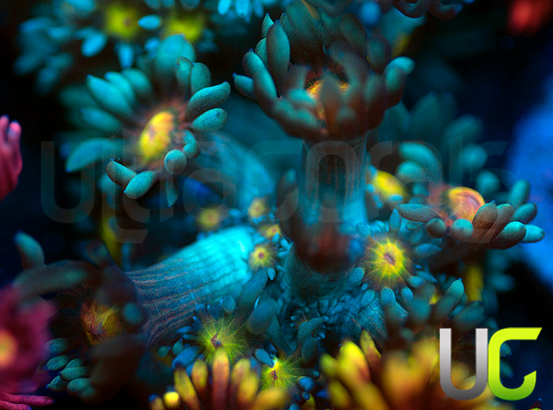 UC Rainbow Wolverines Goni