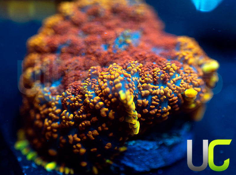 UC Spicy Jambalya Mushroom