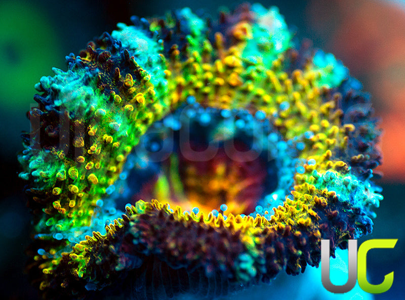 NEW RELEASE: UC Battle Cry Micro Lord