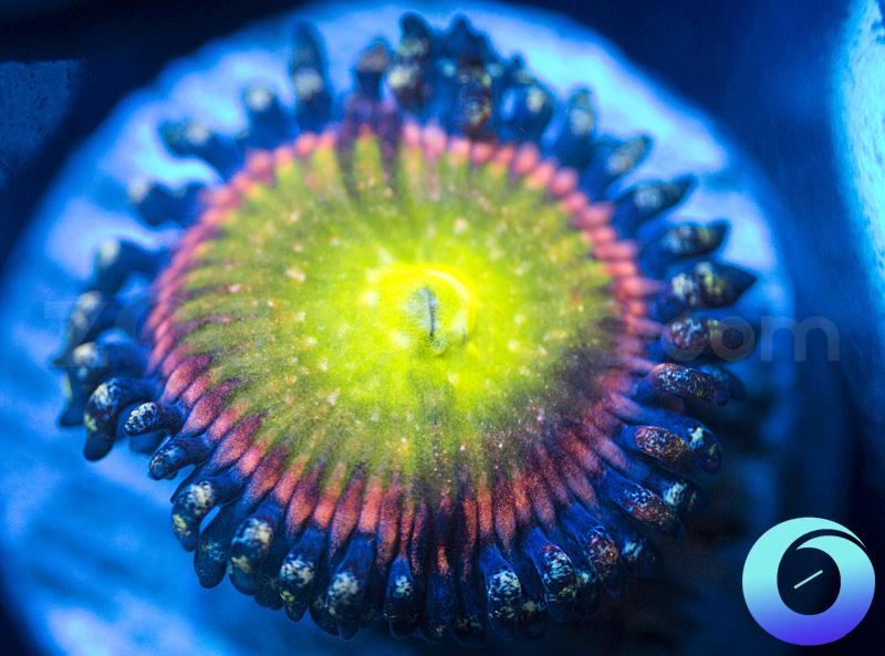 WWC Space Juice (Jumbo Polyp)