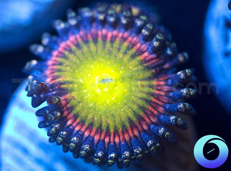 WWC Space Juice (Jumbo Polyp)