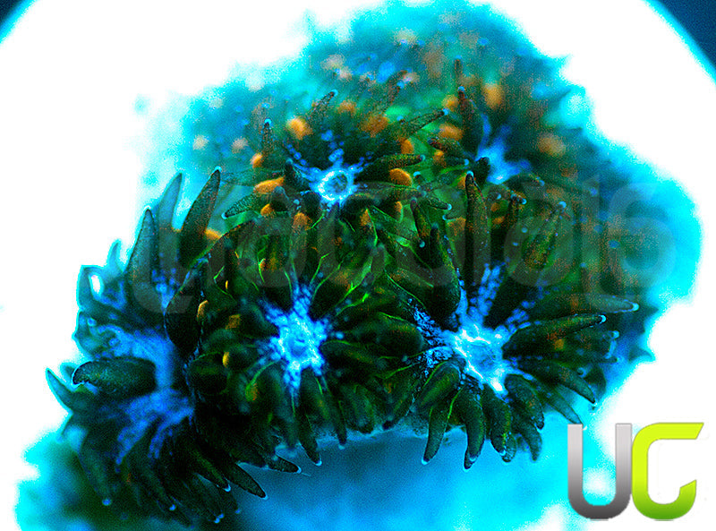 UC Chicken Pox Leptastrea