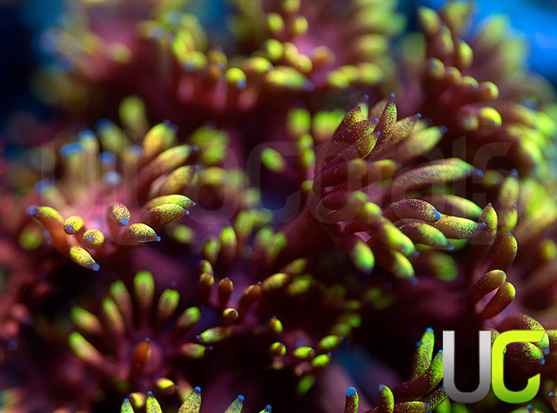 Pedros Rainbow Glitter Goni