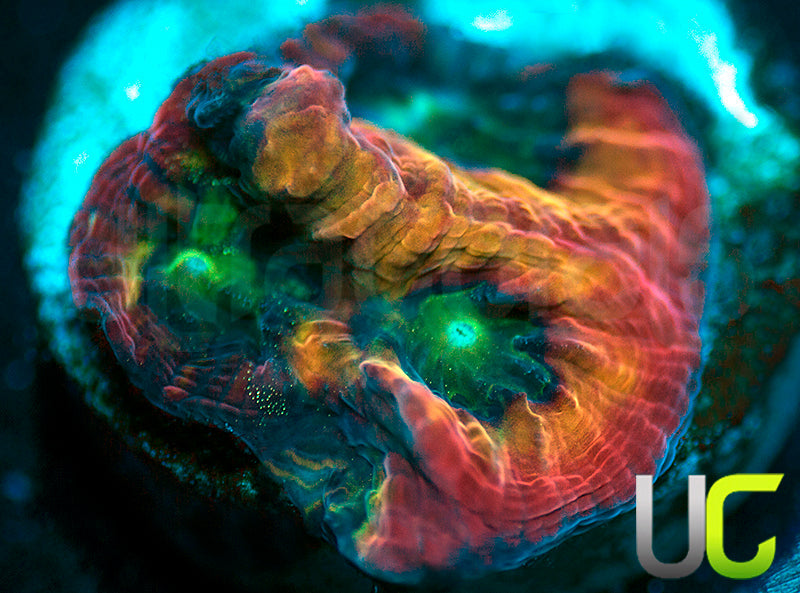 UC Lip Smackers Favia