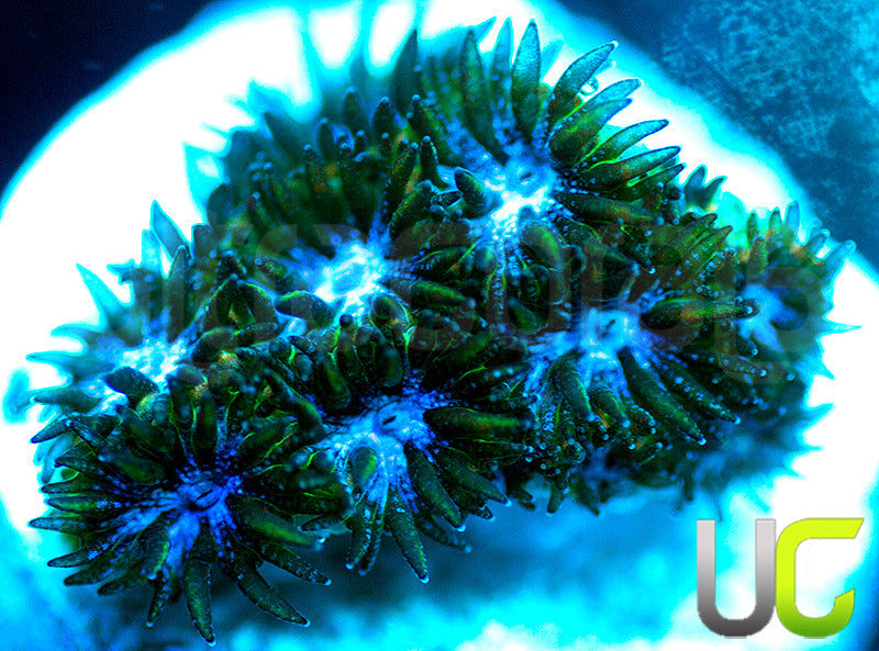 UC Chicken Pox Leptastrea