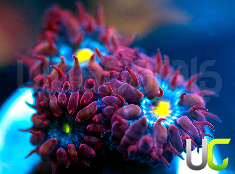 UC Boondocks Blastos