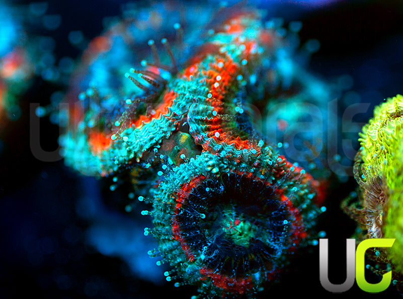 UC Carousel Micromussa Amakusensis