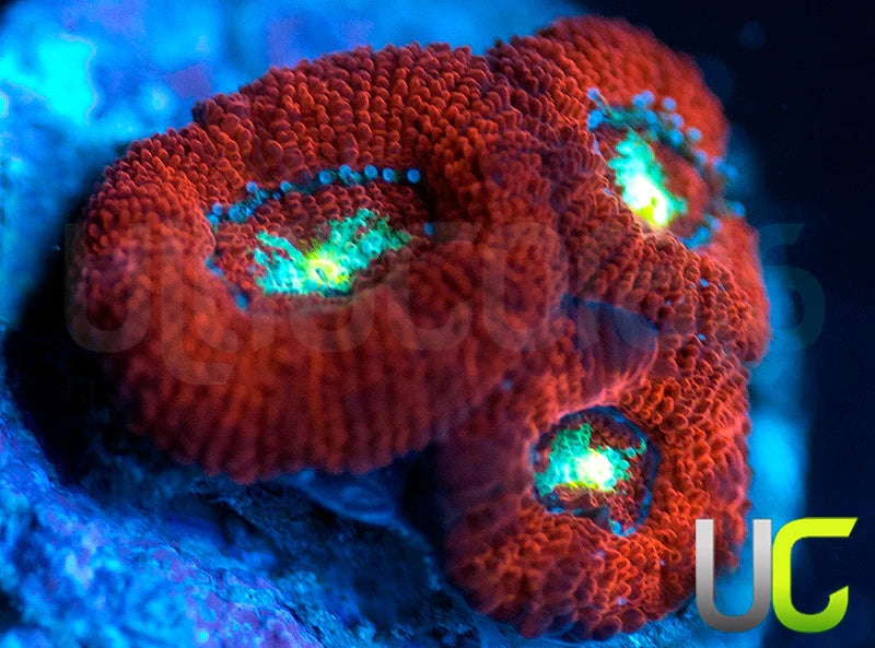 UC Red Ripper Micro Amakusensis