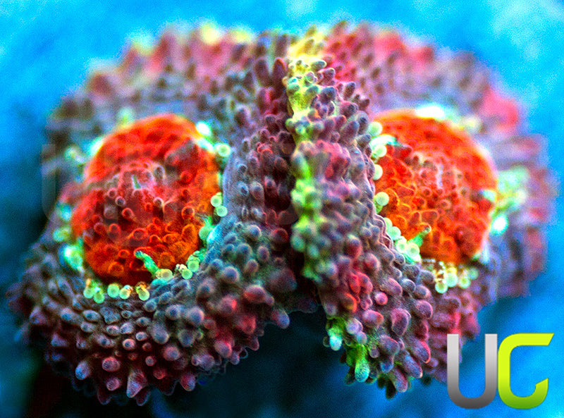 UC Limp Bizkit Micro Amakusensis