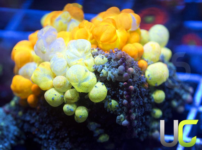 WWC OG Bounce Mushroom