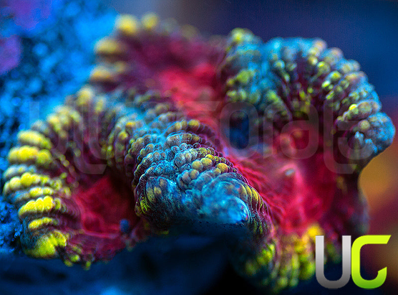 NEW RELEASE: UC Zoltar Favia