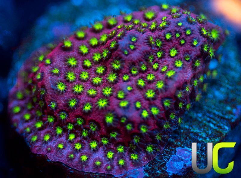 UC Raspberry Pie Stylo