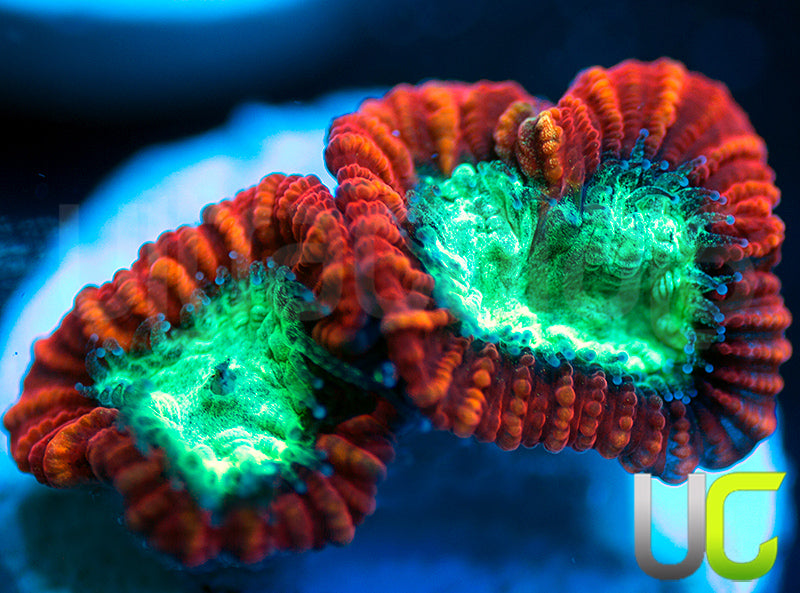 UC Mortal Kombat Dipsastrea