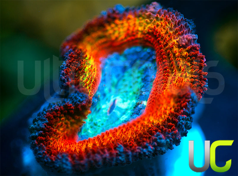 UC Blue Mystique Micro Lord