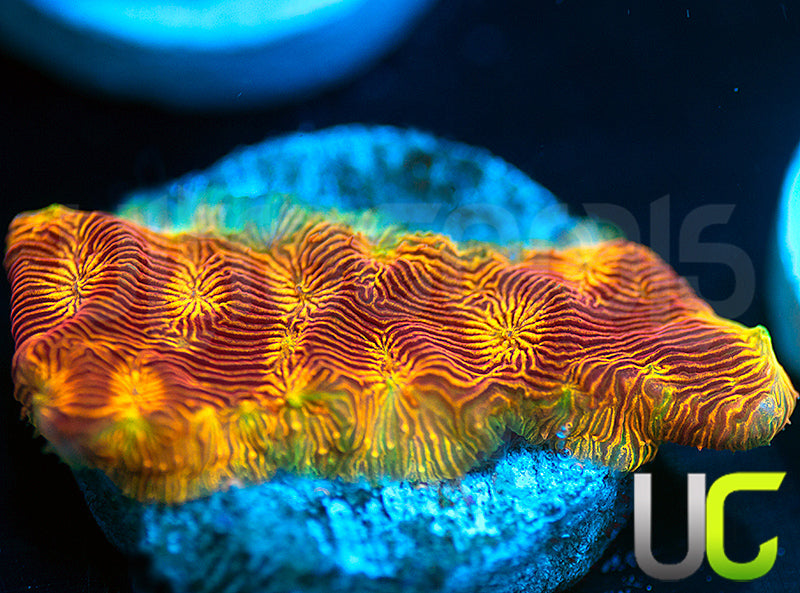 UC Sun Goddess Lepto