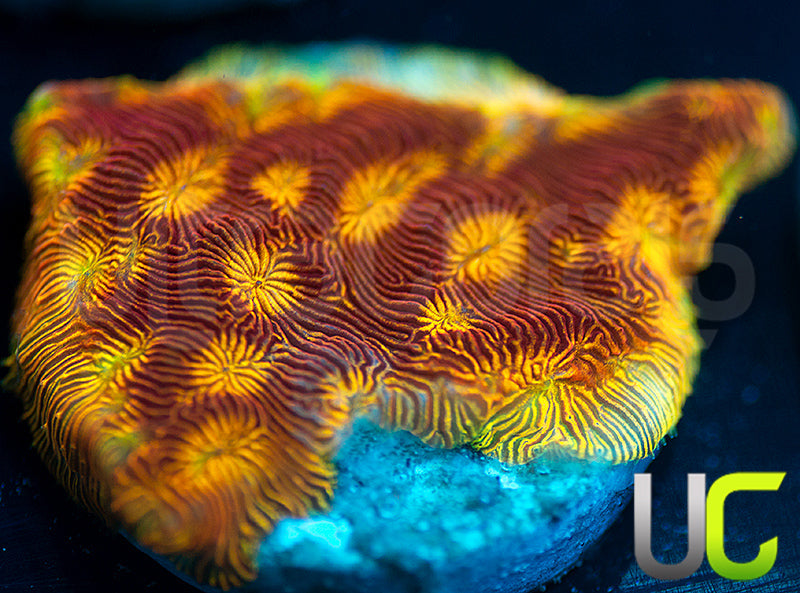 UC Sun Goddess Lepto