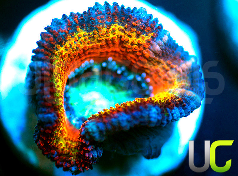 UC Blue Mystique Micro Lord