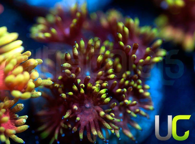 Pedros Rainbow Glitter Goni