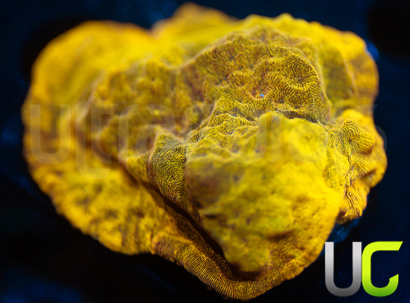 UC Golden Dragon Lepto