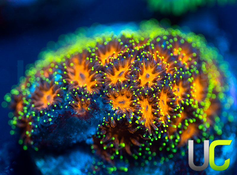 UC Lightning Tip Leptastrea