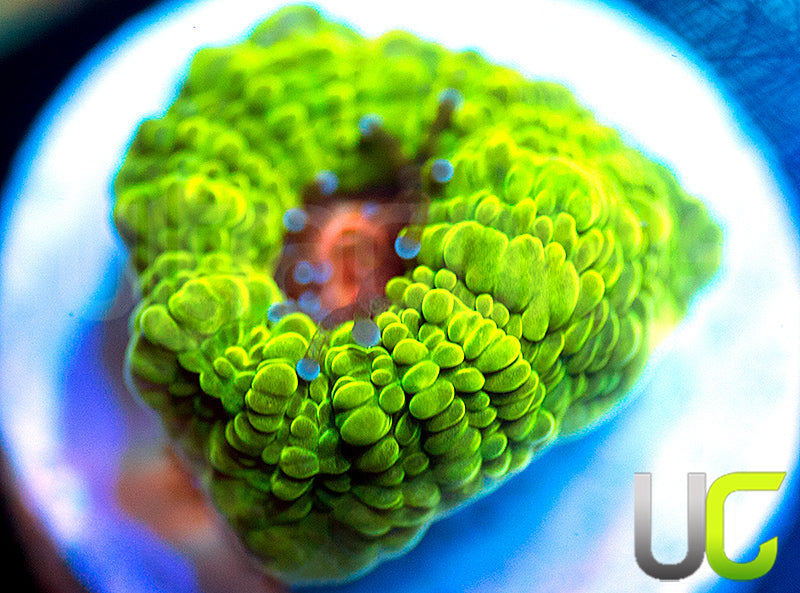 NEW RELEASE: UC Plasmatic Chalice