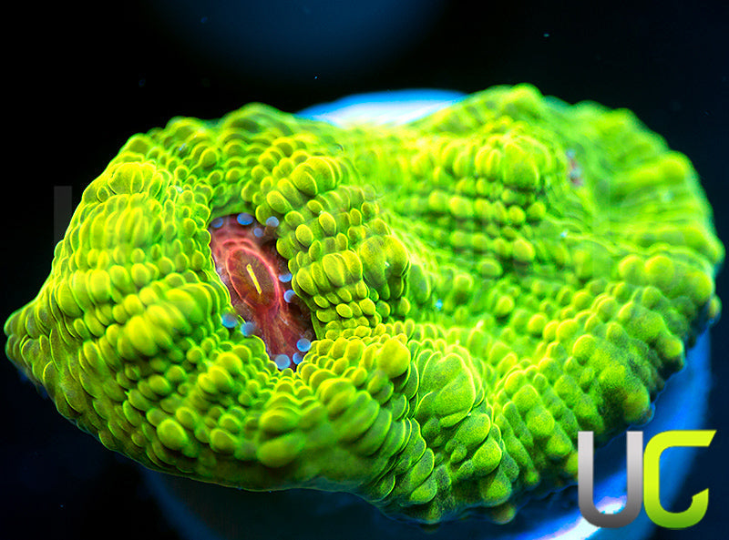 NEW RELEASE: UC Plasmatic Chalice