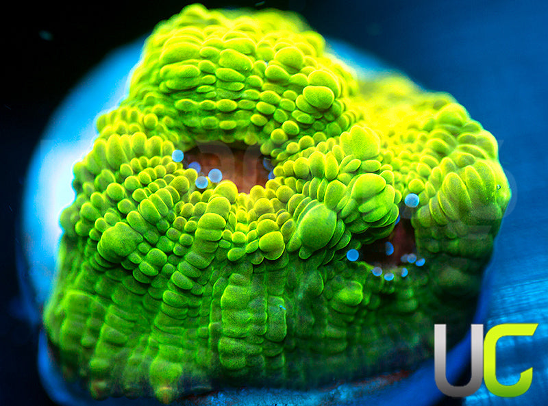 NEW RELEASE: UC Plasmatic Chalice