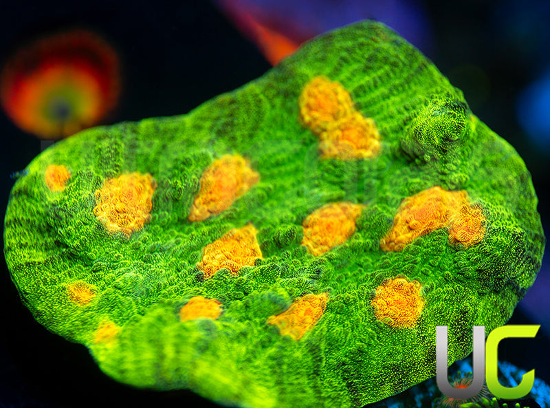 JF Raja Rampage Chalice