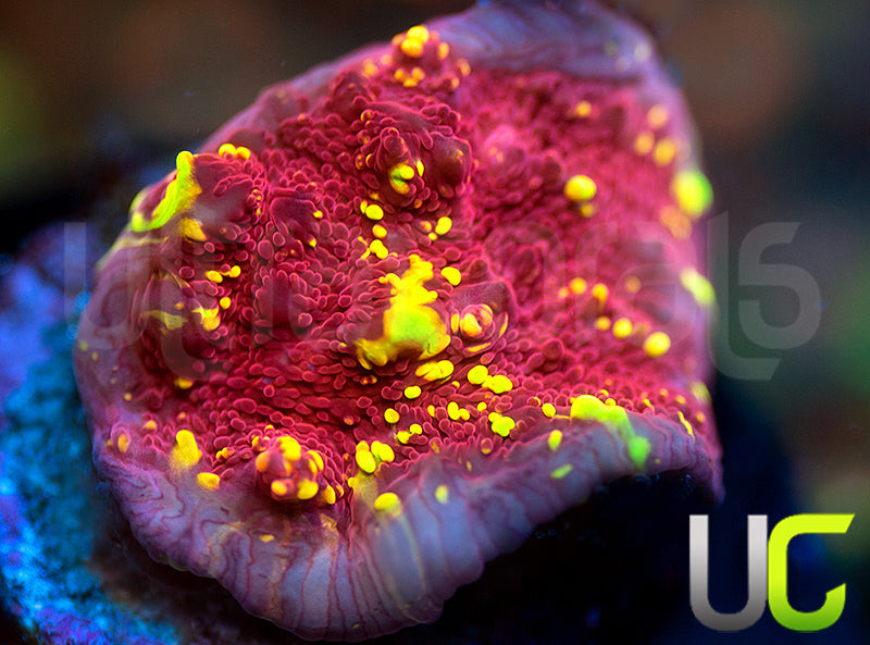 JF Gold Meister Chalice