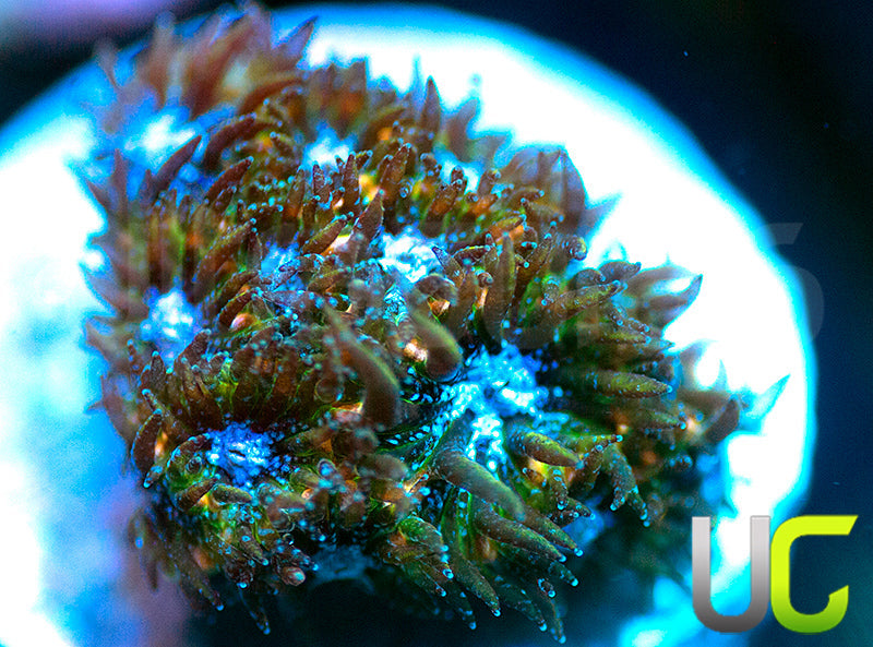 UC Chicken Pox Leptastrea