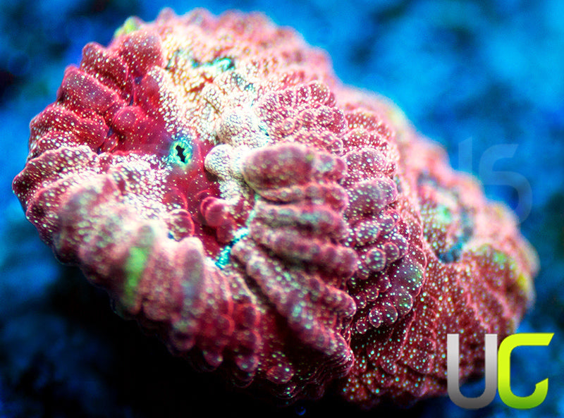 UC Blood Splash Favia