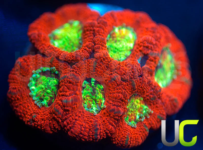 UC Dragon Slayer Micro Amakusensis