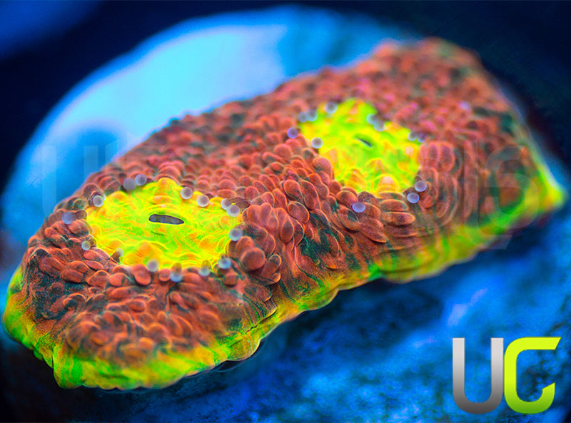 Ultra Watermelon Chalice